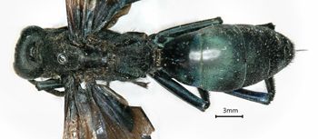 Media type: image;   Entomology 26698 Aspect: habitus dorsal view